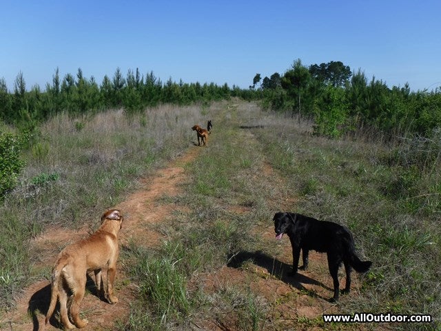 Giving Dogs a Break While Hiking