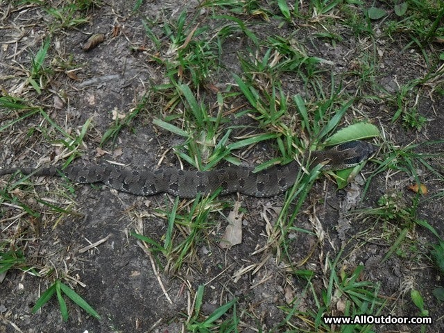 Identifying the Hognose Snake