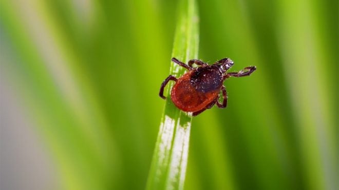 Can Tick Bites Actually Lead to Beef Allergies?