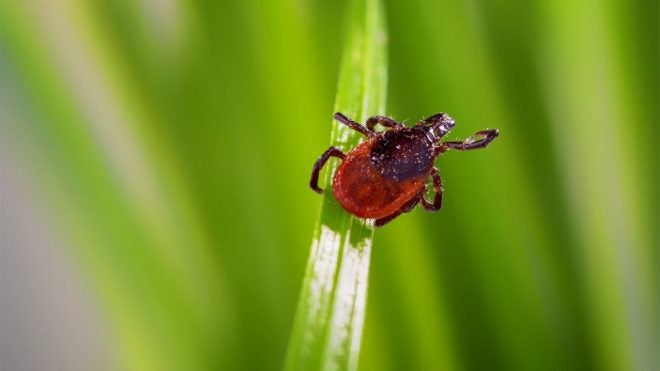 Do Not Forget Bug Spray During Hunting Season