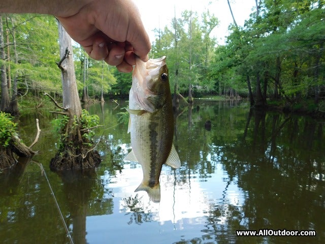 Large mouth bass caught in a slough