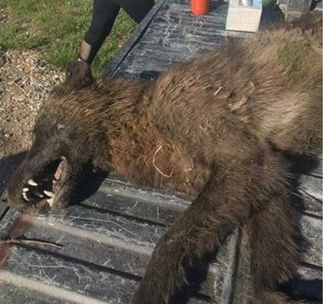 Large Wolf-Like Canine Shot in Montana