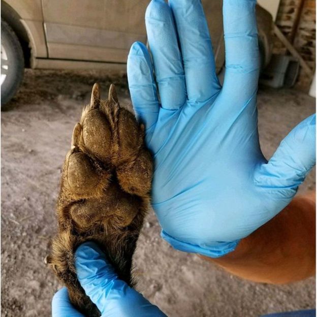 Wolves' paws are much larger than these. (Image: Montana FWP)