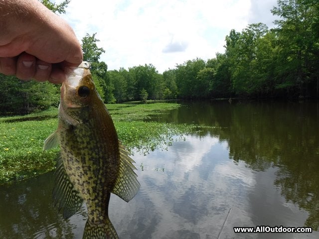 Black Crappie Perch fishing