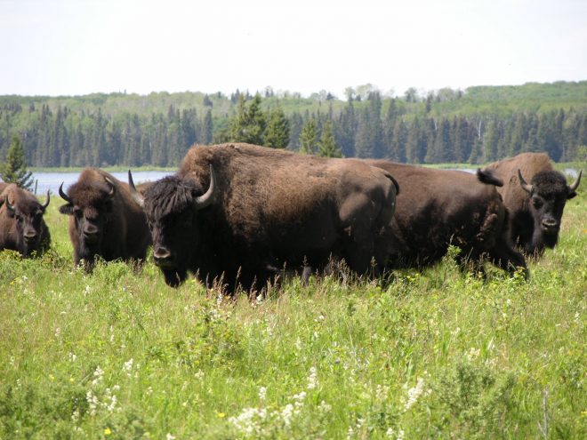 Buffalo Coming to Minnesota Oak Savanna Ecosystem