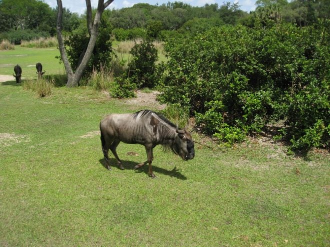 Targeting African Big Game Animals