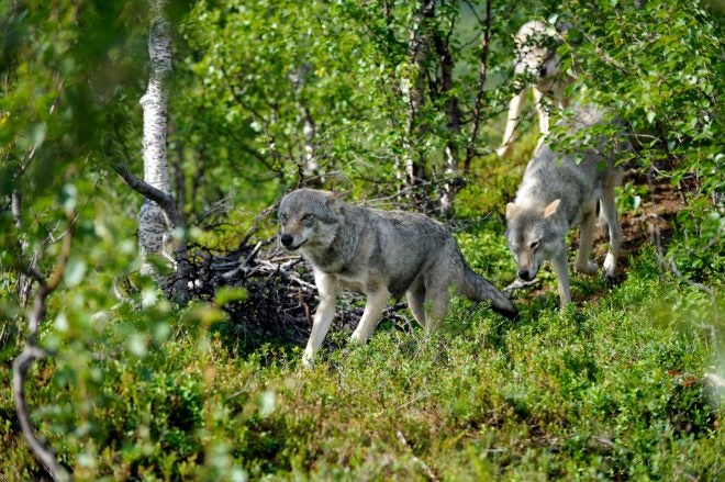Feds Look to Remove Wolves from Endangered Species List