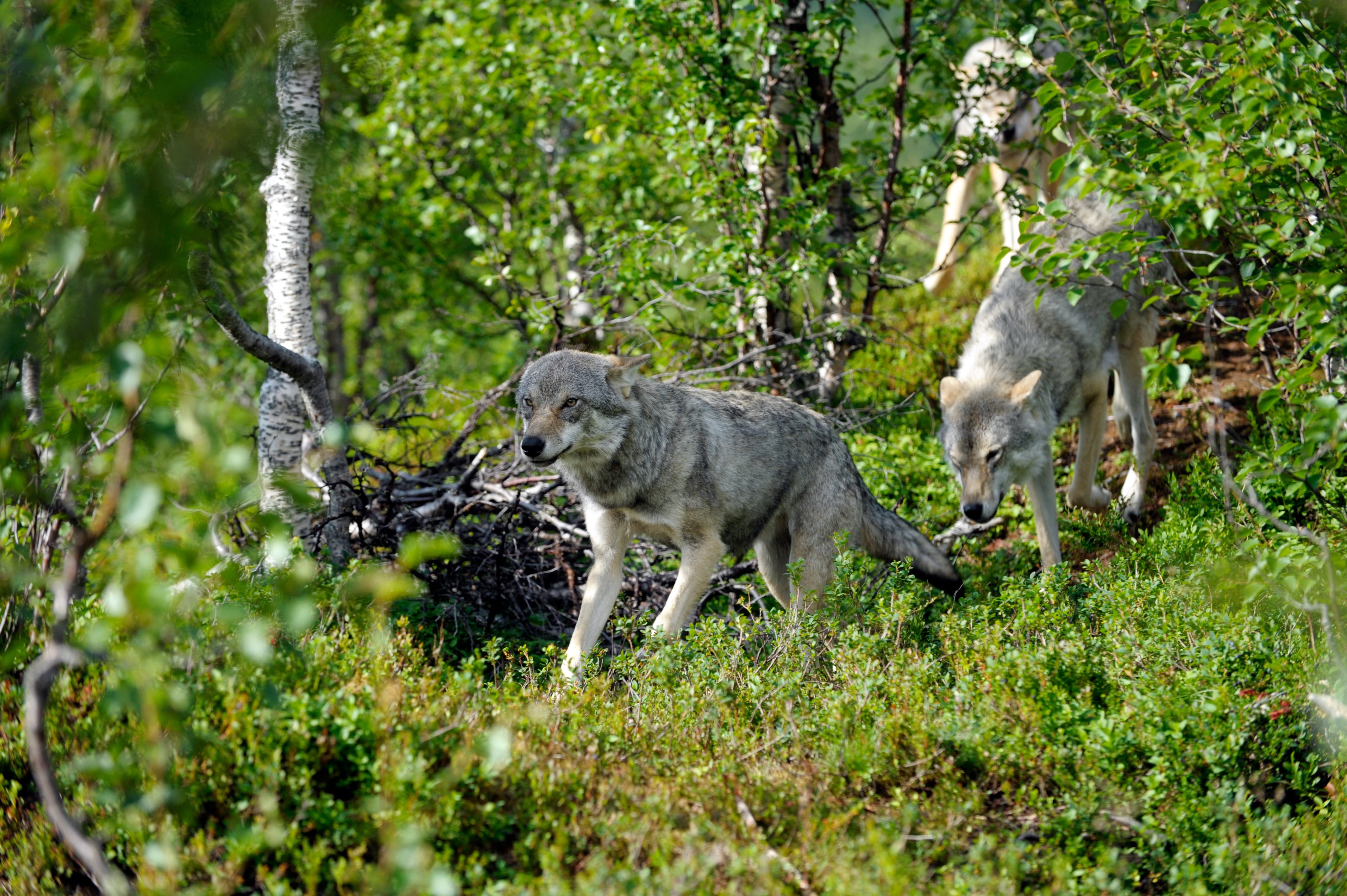 Feds Look to Remove Wolves from Endangered Species List Feds Look to Remove Wolves from Endangered Species List