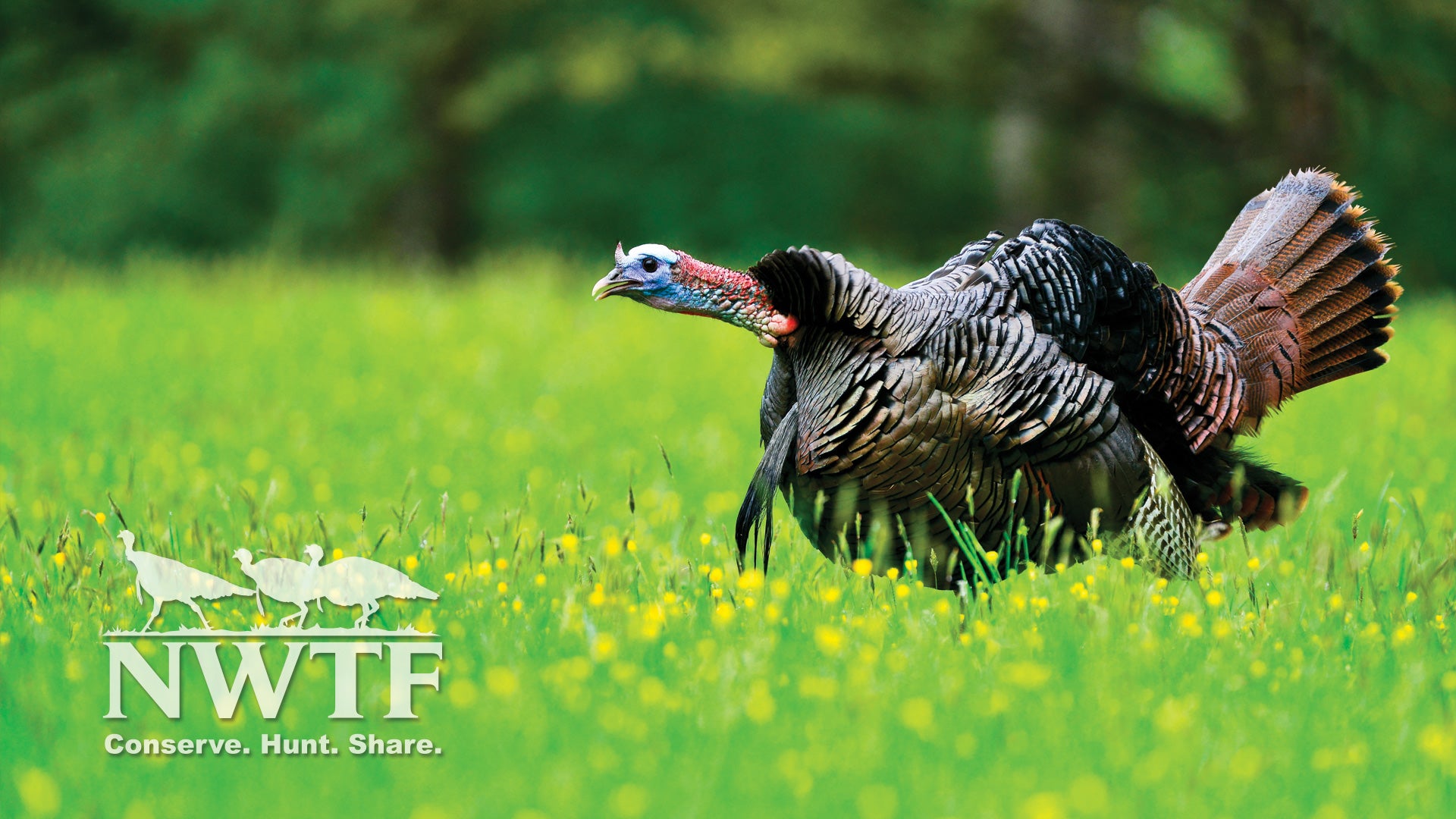 Bass Pro Shops Donates $250,000 to the NWTF Bass Pro Shops Donates $250,000 to the NWTF