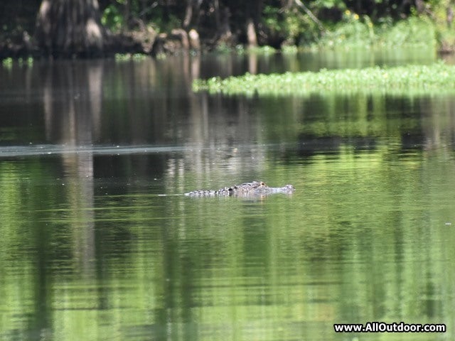 Preppers: Using a Swamp as a Bug Out Location