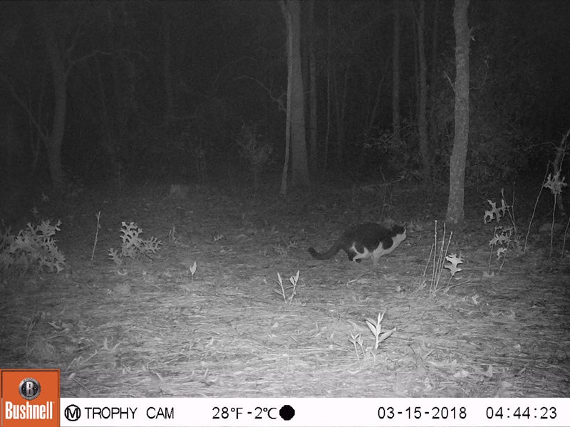 bushnell trophy hunter game camera bushnell trophy hunter game camera