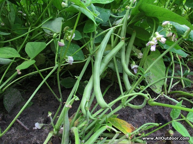 Contender snap beans