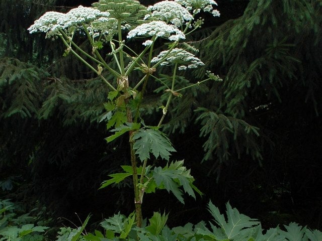 Giant Hogweed Continues to Spread