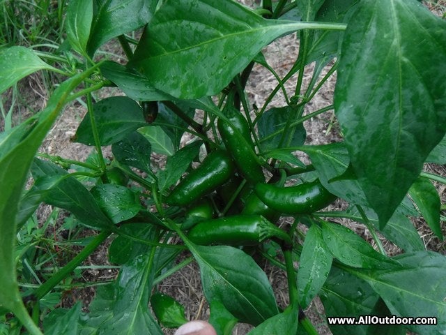 Jalapeno peppers on pepper plant