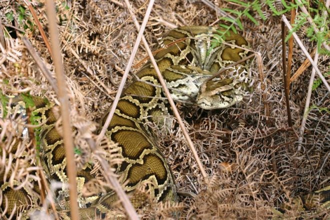 Everglades National Park Will Pay Hunters to Kill Pythons