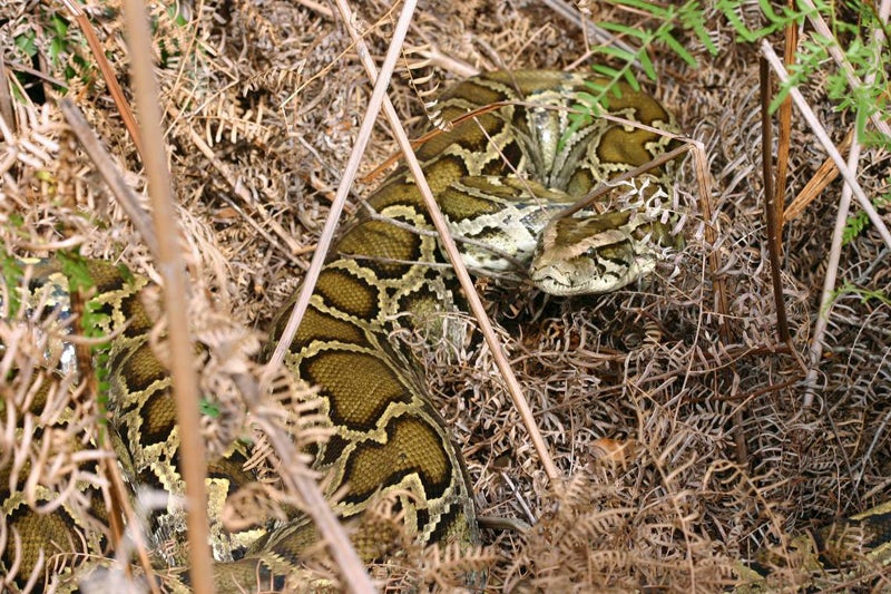 Everglades National Park Will Pay Hunters to Kill Pythons Everglades National Park Will Pay Hunters to Kill Pythons