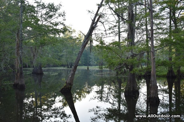 Swamp in Southeast Texas