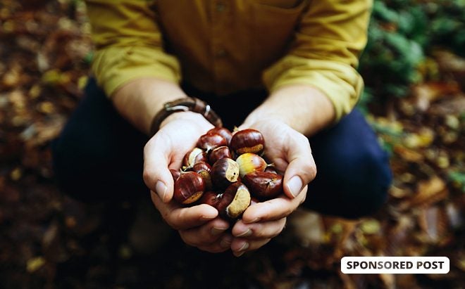 The Essentials: Everything You Need for Foraging