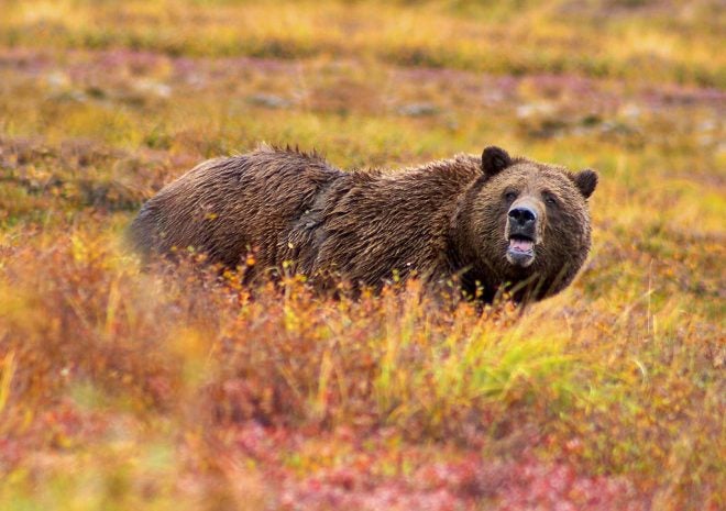 Anti-Hunters are Applying for Wyoming’s 1st Grizzly Bear Hunt in 44 Years