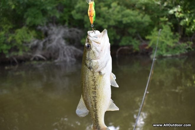 Bass caught with a crankbait