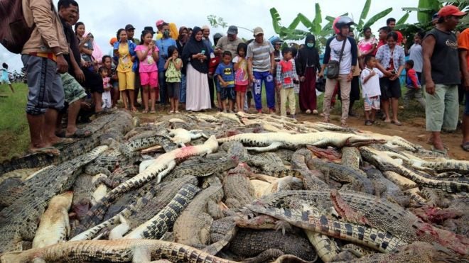 Indonesian Mob Exacts Vengeance After Deadly Crocodile Attack