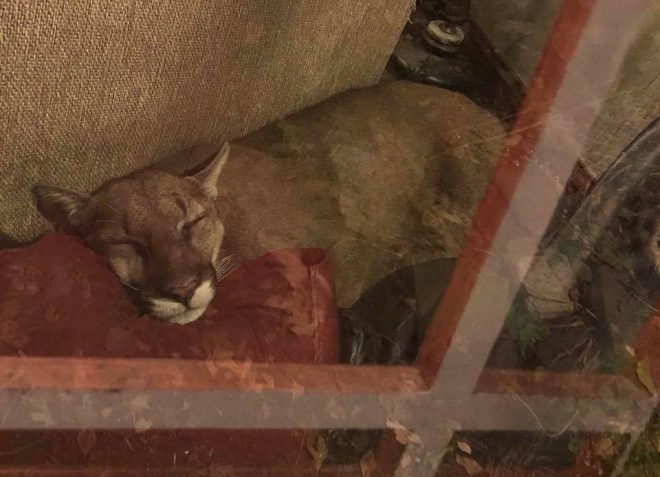 Mountain Lion Naps Behind Sofa Until Receiving ‘Telepathic Pictures’