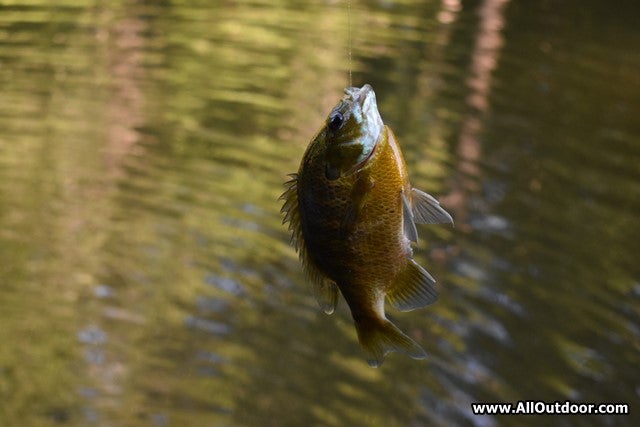 Perch fishing