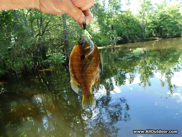 Perch fishing