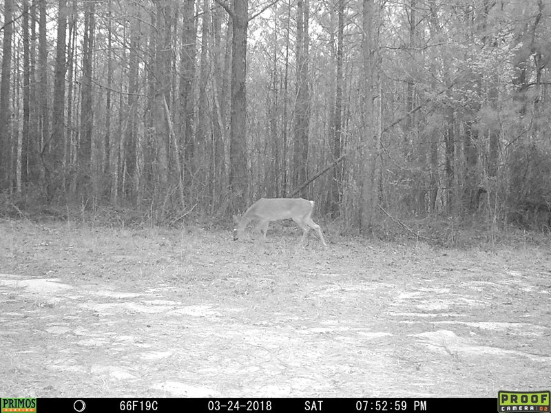 Review: Primos Proof Generation 2 02 Game Trail Camera - AllOutdoor.com
