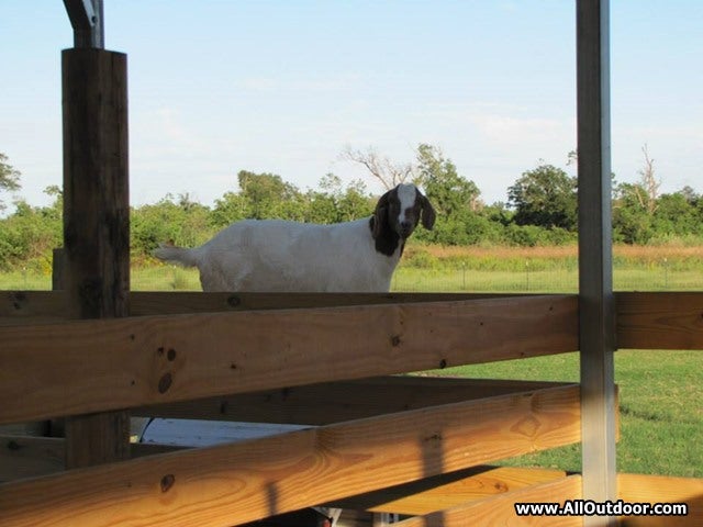 Goats for a survival livestock