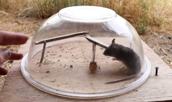 This Bowl Mouse Trap Design is 118 Years Old