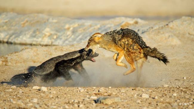 9 Impressive Photos of a Honey Badger in Action