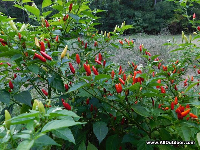 Preppers: Letting Crops Go To Seed