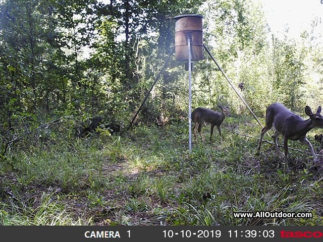 Tacso trail camera whitetail deer