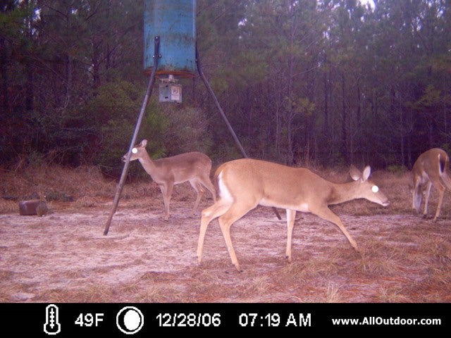 Trail camera whitetail deer