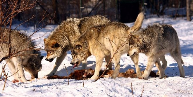 Gray Wolves Voted to have Legal Protections DROPPED