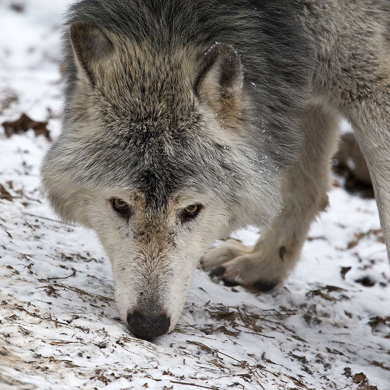 gray wolves