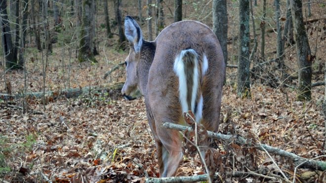 Montana Decoy’s New Deer Rump Decoy