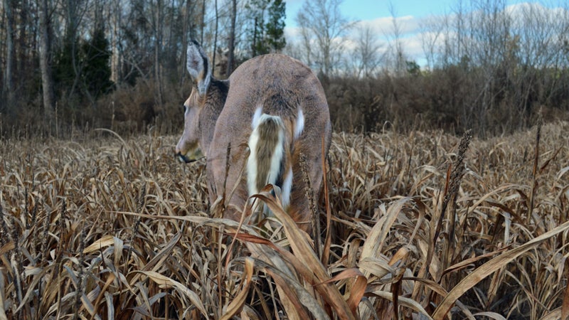 Montana Decoy Deer Rump portable whitetail deer decoy