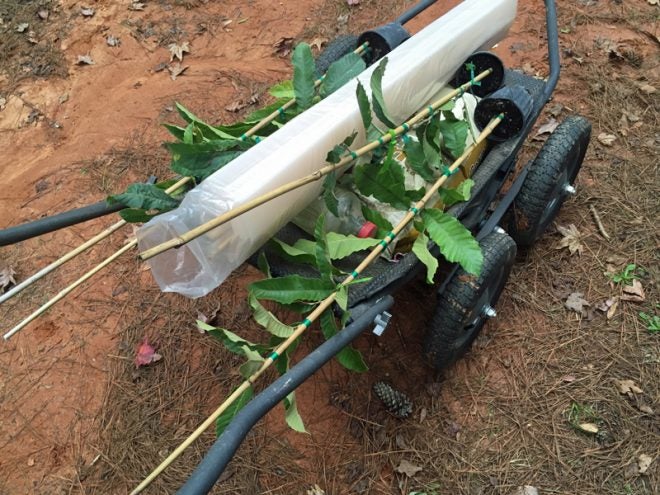 Planting Dunstan Chestnuts as ‘Food Plot Trees’