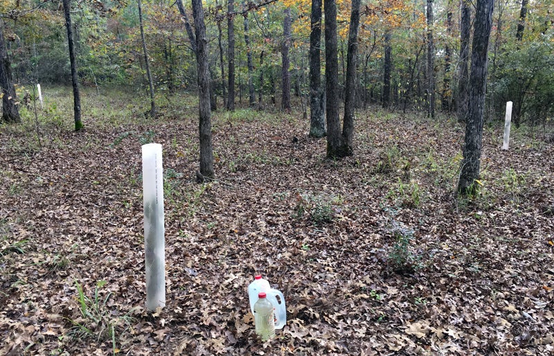 The trees were planted in a park-like area near a food plot.