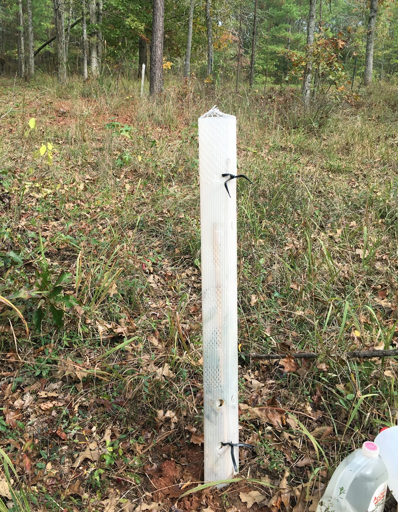 The adjacent food plot can be seen in the distance.