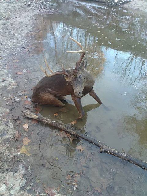 A Moment in Time: Kansas Hunter Finds Dead Deer Sitting in Creek Bed