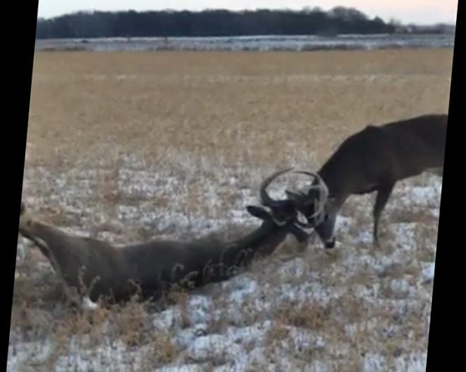 Good Samaritans Free Whitetail Buck Locked to Dead Foe