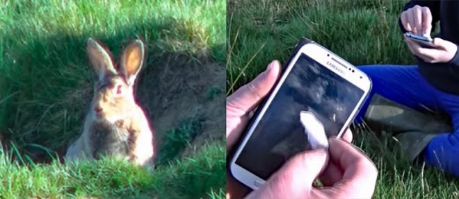 Survival Trick: How to Call Rabbits Out of Their Holes