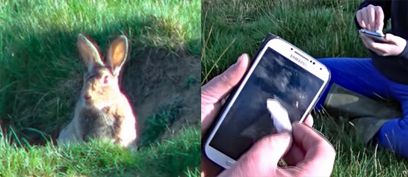 Survival Trick: How to Call Rabbits Out of Their Holes Survival Trick: How to Call Rabbits Out of Their Holes
