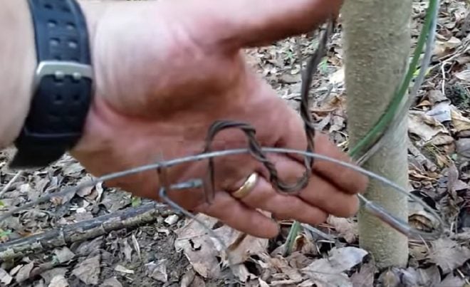 How to Properly Set a Rabbit & Hare Snare