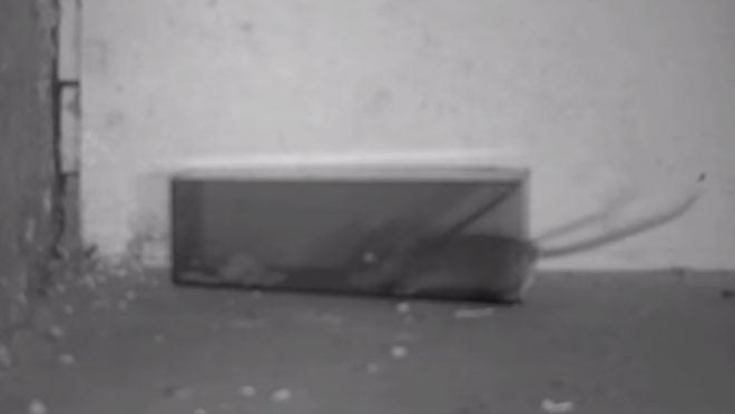 The ‘Mice Cube’ Mouse Trap in Action