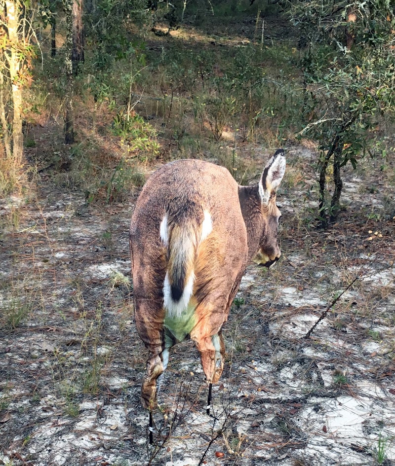 Deer Rump decoy.