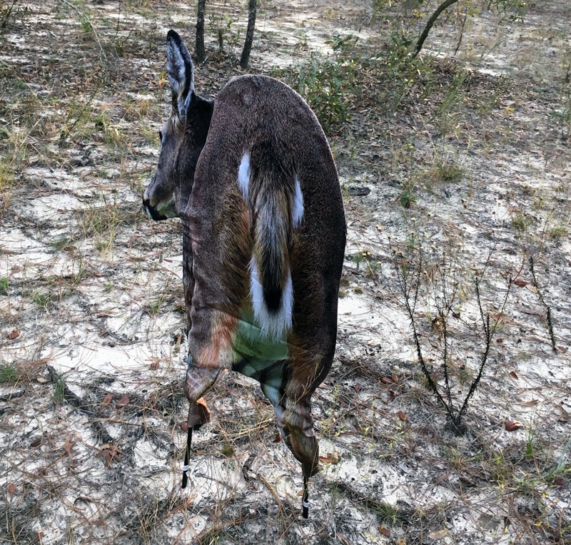 Deer Rump decoy.